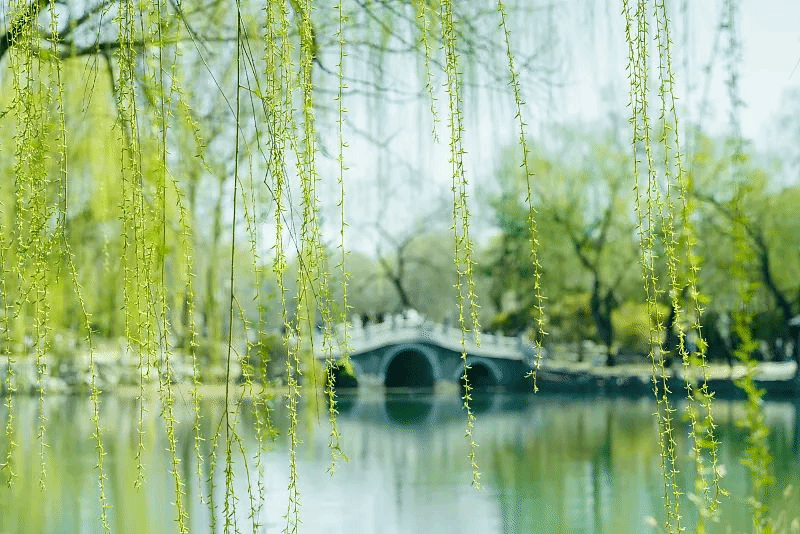 这些成语很春天